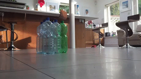 볼링하는 강아지.gif | 인스티즈