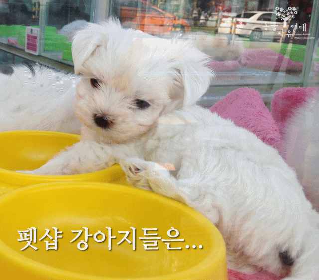 펫샵에서 판매하는 강아지들은 어디에서 왔을까요? | 인스티즈