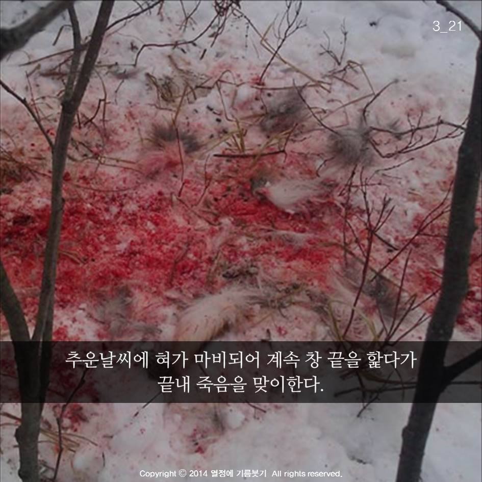 늑대의 죽음 | 인스티즈