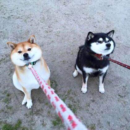 어머! 너 강아지 키워?? 산책 시킬 때 부럽던데ㅠㅠ | 인스티즈