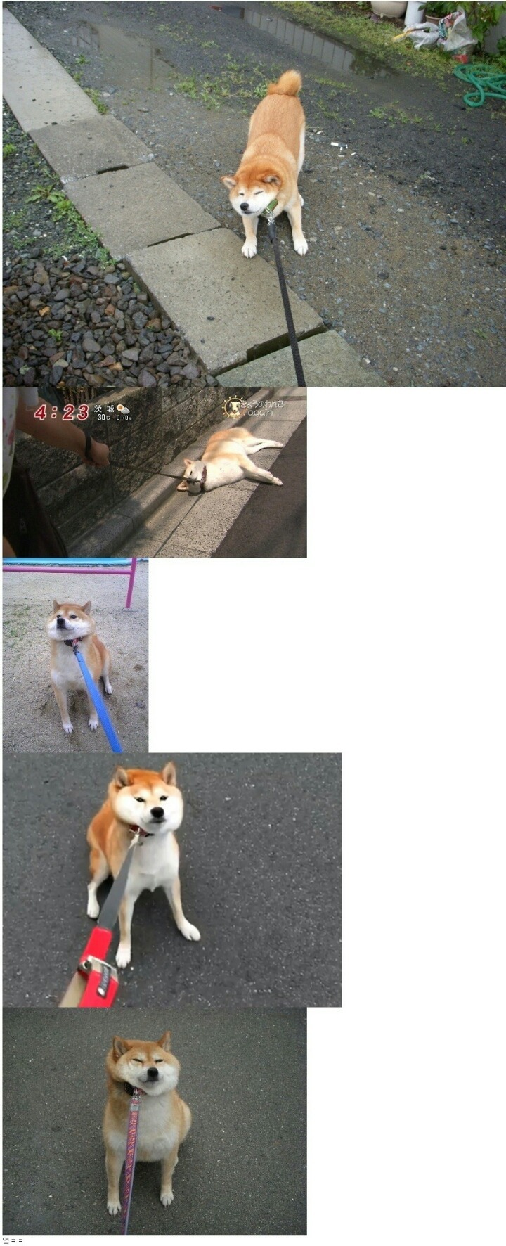 어머! 너 강아지 키워?? 산책 시킬 때 부럽던데ㅠㅠ | 인스티즈