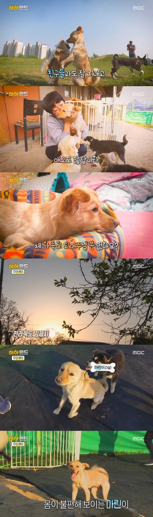 [사진/움짤多] 저는 유기견 마린이입니다. 제 가족이 되어주실 분 없나요? | 인스티즈