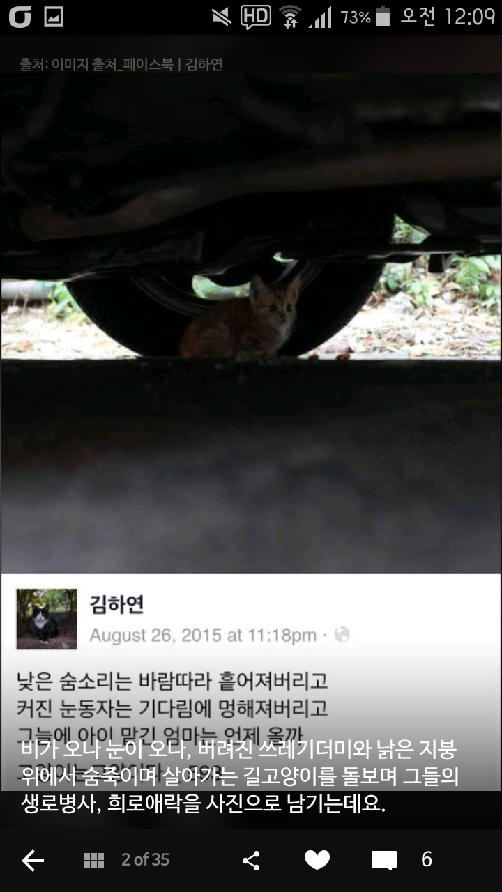 비가오나 눈이오나 길냥이 사진을 찍는 작가 | 인스티즈