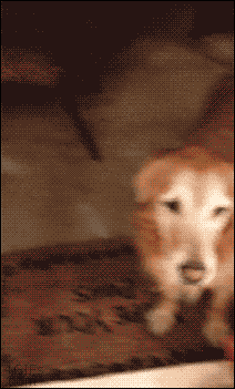 유리에 쿵 해본 개.gif | 인스티즈