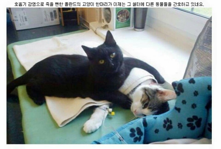 냐이팅게일 | 인스티즈