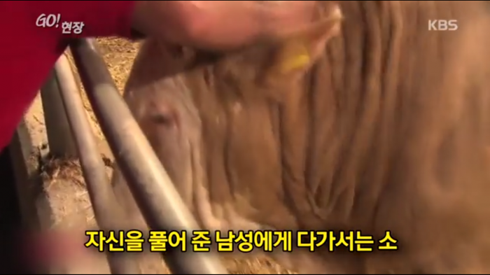 고마움을 표현하는 소.jpg | 인스티즈