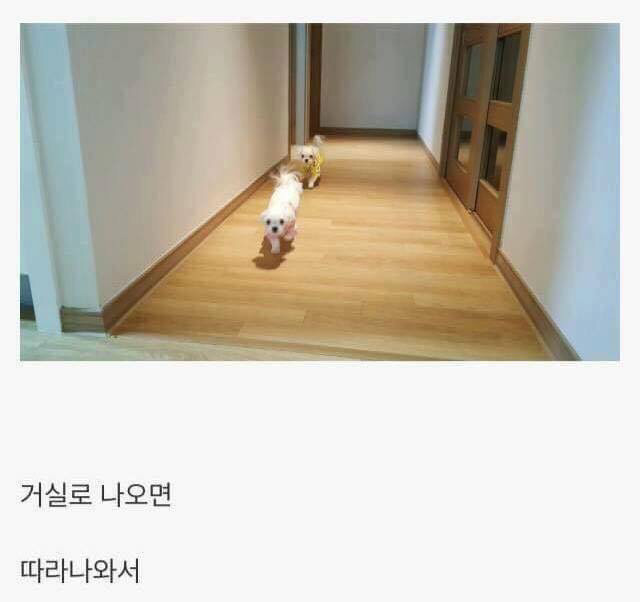 댕댕이 키우면 생기는일 | 인스티즈