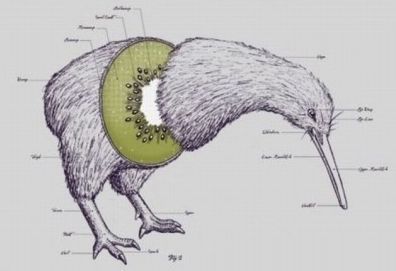 다시 보는 키위새의 진실 | 인스티즈