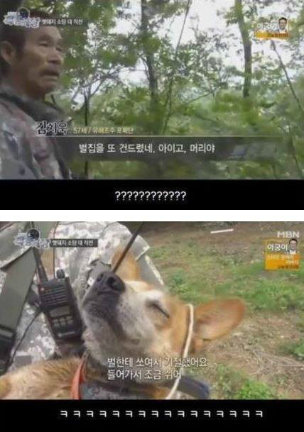 멧돼지를 추적하는 개 | 인스티즈