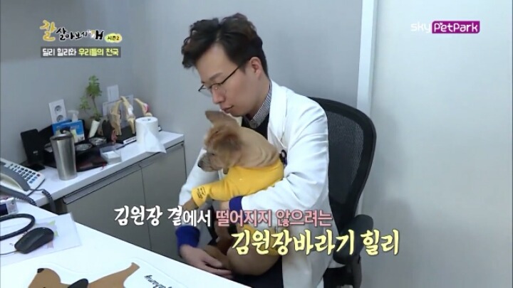 사람에 대한 트라우마가 있는 강아지 딜리 | 인스티즈