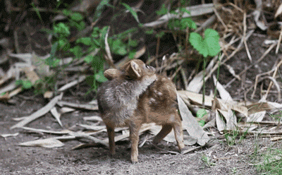 싸우다가 엉키기까지 해서 사람이 도와줌;ㄷㄷㄷ.gif | 인스티즈