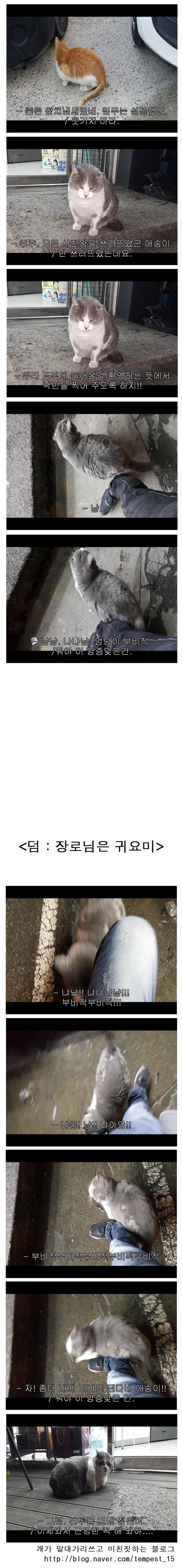 이사를 갔으면 길고양이 조직에게 인사를 해야 한다 | 인스티즈