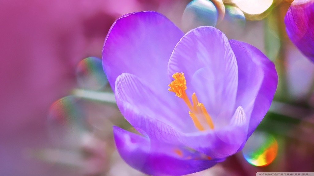 고해상도 컴퓨터 배경화면 413번째 게시물 BGM - 센과 치히로의 행방불명 OST - 어느 여름 날 | 인스티즈