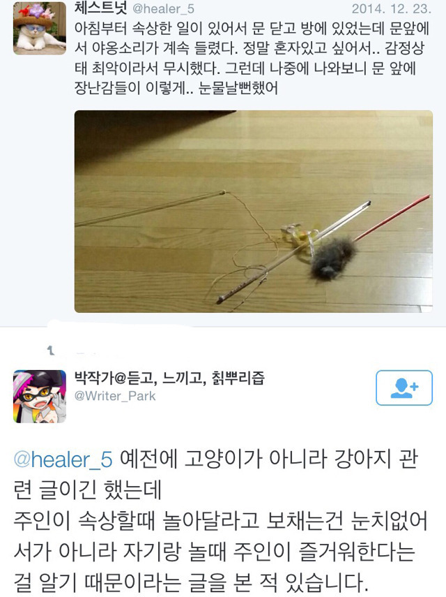 주인이 속상해할 때 반려동물이 놀아달라 보채는 이유 | 인스티즈