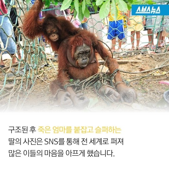 숲속에 사는 사람들 | 인스티즈