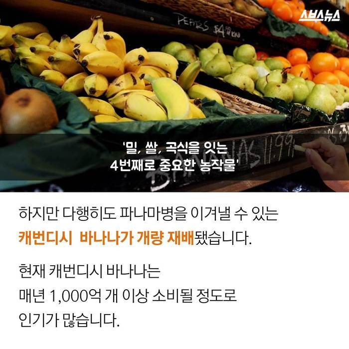  바나나 괴담의 진실 | 인스티즈