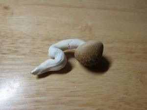 츠츠 이미지
