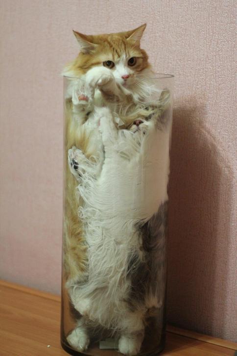 고양이 한잔 주세요~ | 인스티즈