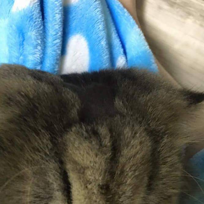 고양이 셀프 미용 | 인스티즈
