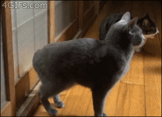 고양이 노크 | 인스티즈