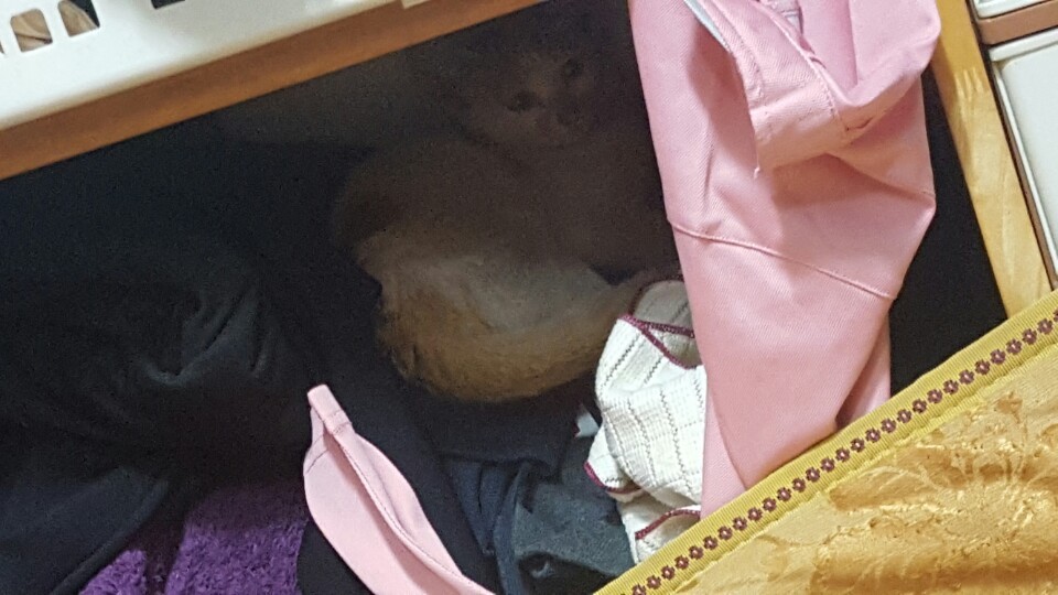 저.. 길고양이가 제 방에 들어왔는데요.. 어떡하죠? | 인스티즈