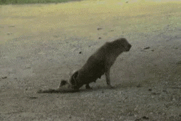 뜻밖의 멍멍이들.gif | 인스티즈