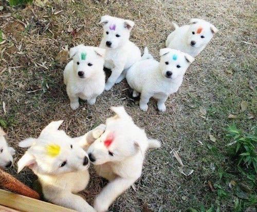 할머니의 강아지 구분법 | 인스티즈