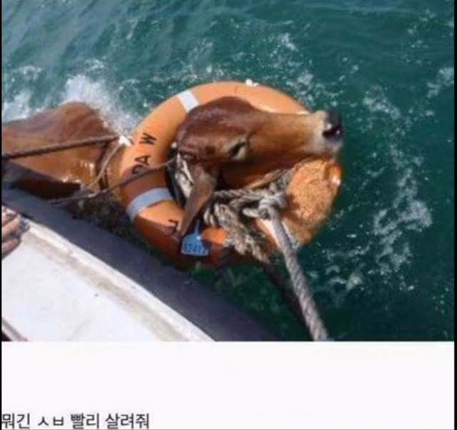 소가 물에 빠지면? | 인스티즈