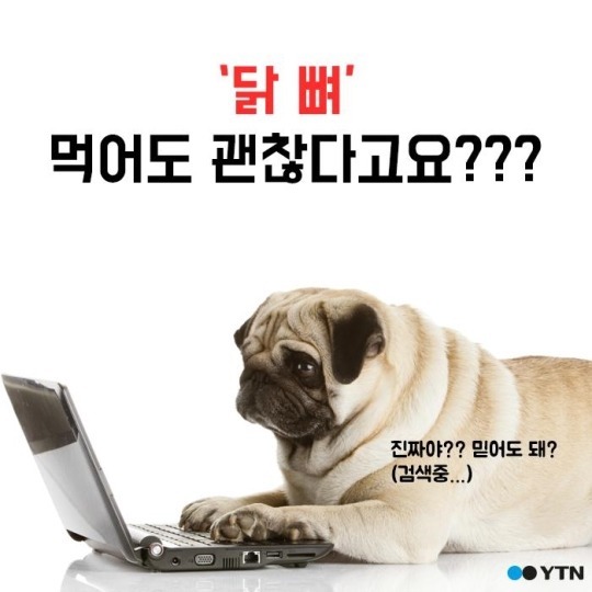 개와 닭 뼈에 관한 오해 | 인스티즈