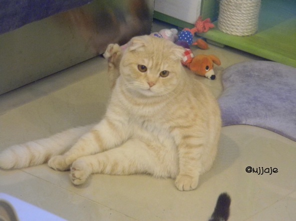 짱덕미 터지는 시아준수 고양이.jpg | 인스티즈