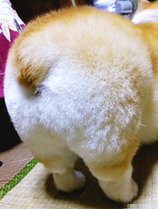 짧은 다리가 매력적인 웰시코기.gif | 인스티즈