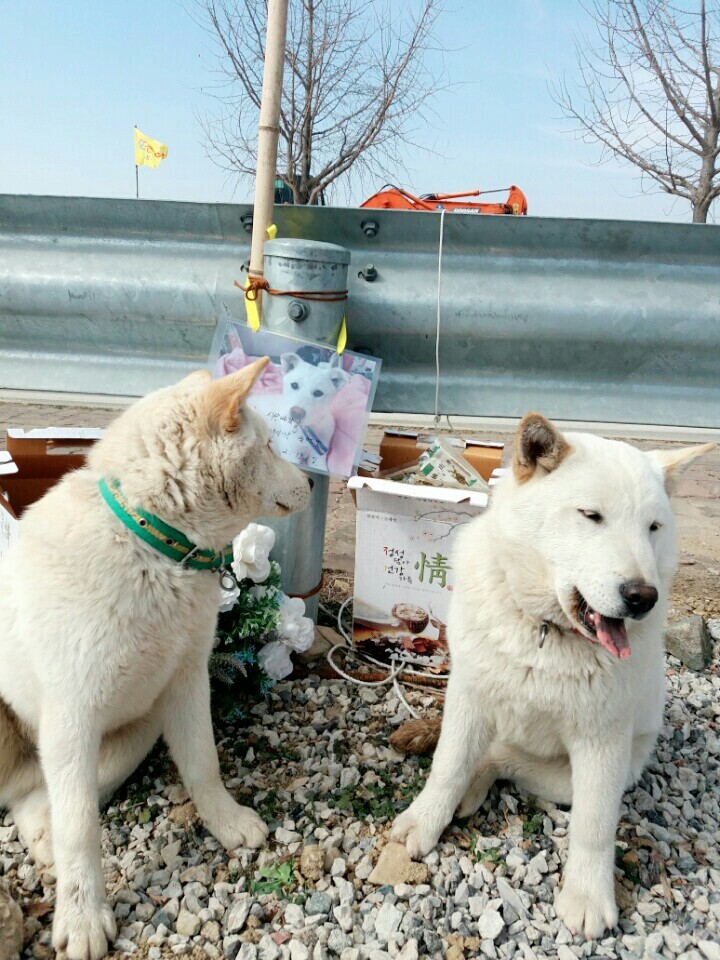 2월19일 일요일. 개소주가 되어버린 나의 가족 매실이를 예쁜매실나무로 만들어 보내주었습니다 | 인스티즈