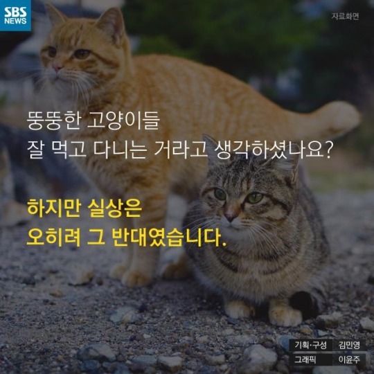 "살찐 거 아니에요 부은 거예요"(길고양이) | 인스티즈