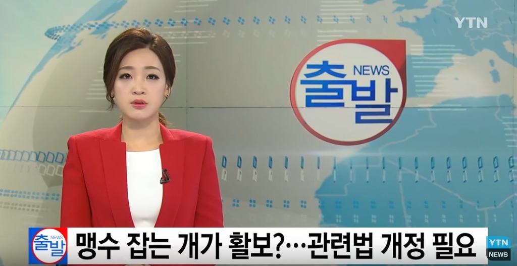 퓨마도 잡는다는 개가 거리 활보?...법 개정 필요 | 인스티즈