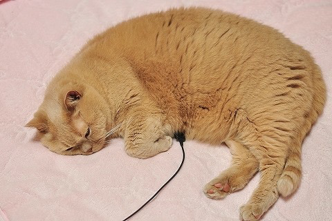 충전하냥? | 인스티즈