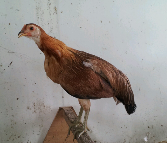 계 이미지