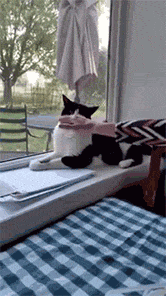 고양이가 싫어하는 집사의 행동 | 인스티즈