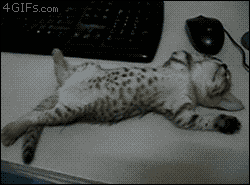 고냥이.gif | 인스티즈