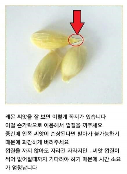 집에서 레몬 키우기 | 인스티즈