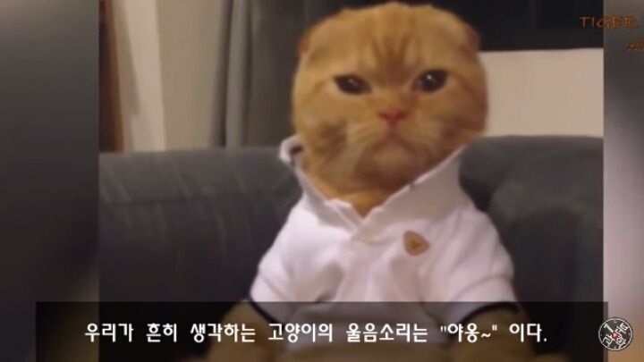 고양이가 "야옹~"하고 우는 이유는?? | 인스티즈