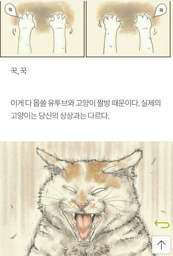 상상 속의 고양이 vs 실제 고양이 | 인스티즈