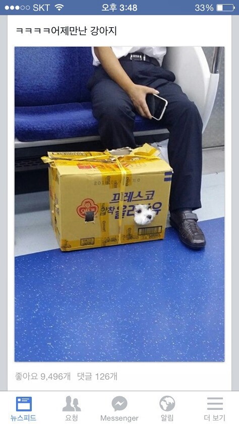 [유머] 추석쇠러 가던 강아지 | 인스티즈