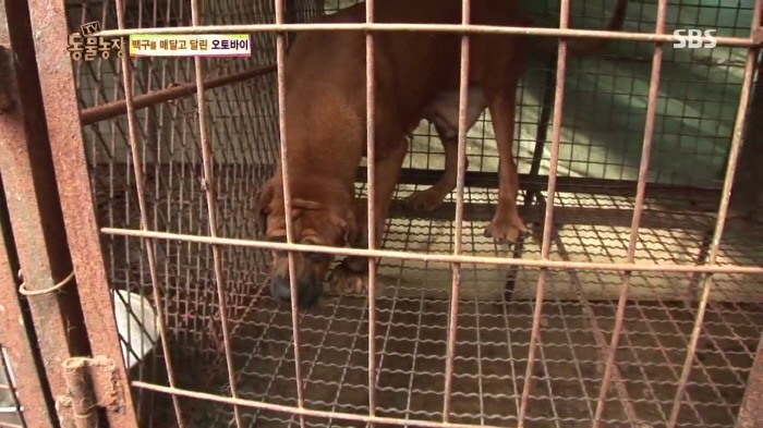 [TV동물농장] 동물농장에서 방송된 인천의 한 개 도축장의 현실.jpg | 인스티즈