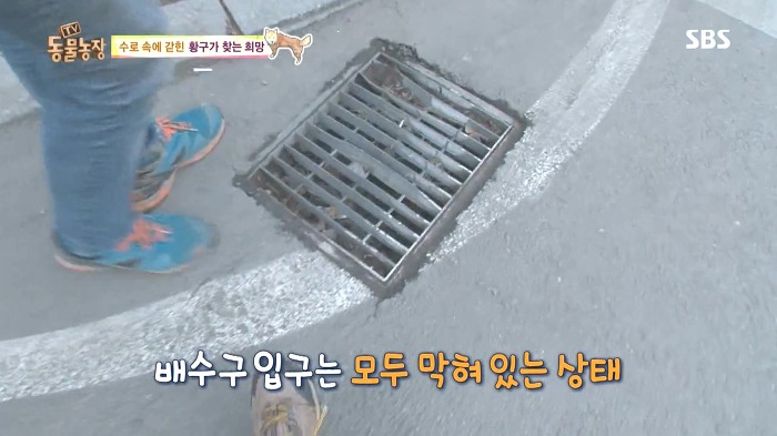 [동물농장] 수로 속에 갇힌 황구가 찾는 희망.JPG (감동주의) | 인스티즈