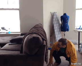 집사들이 고양이와 놀 수 밖에 없는 이유.gif | 인스티즈