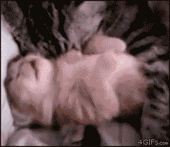 잠꼬대 하는 냥이.gif | 인스티즈