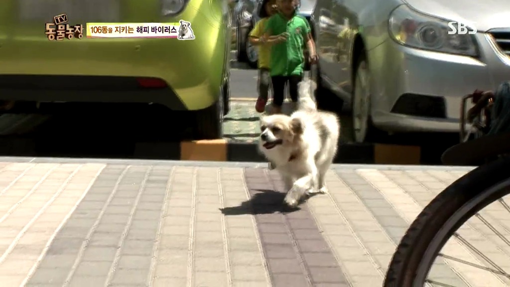 [동물농장] 106동 주민들이 키우는 강아지 | 인스티즈