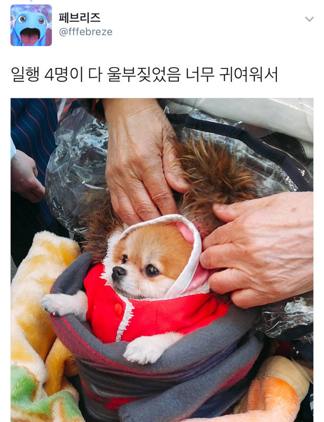 시장에서 할머니가 유모차에 강아지 태워가시는거 봤다 | 인스티즈