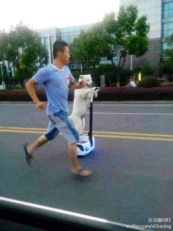 주인이랑 산책하는 강아지.jpg | 인스티즈