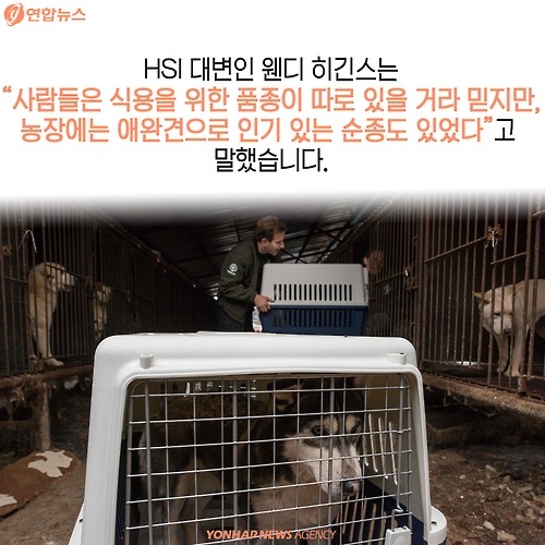 복날의 개를 좋아하세요? | 인스티즈